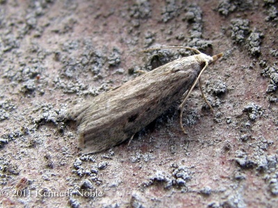 Aphomia sociella (bee moth) Kenneth Noble